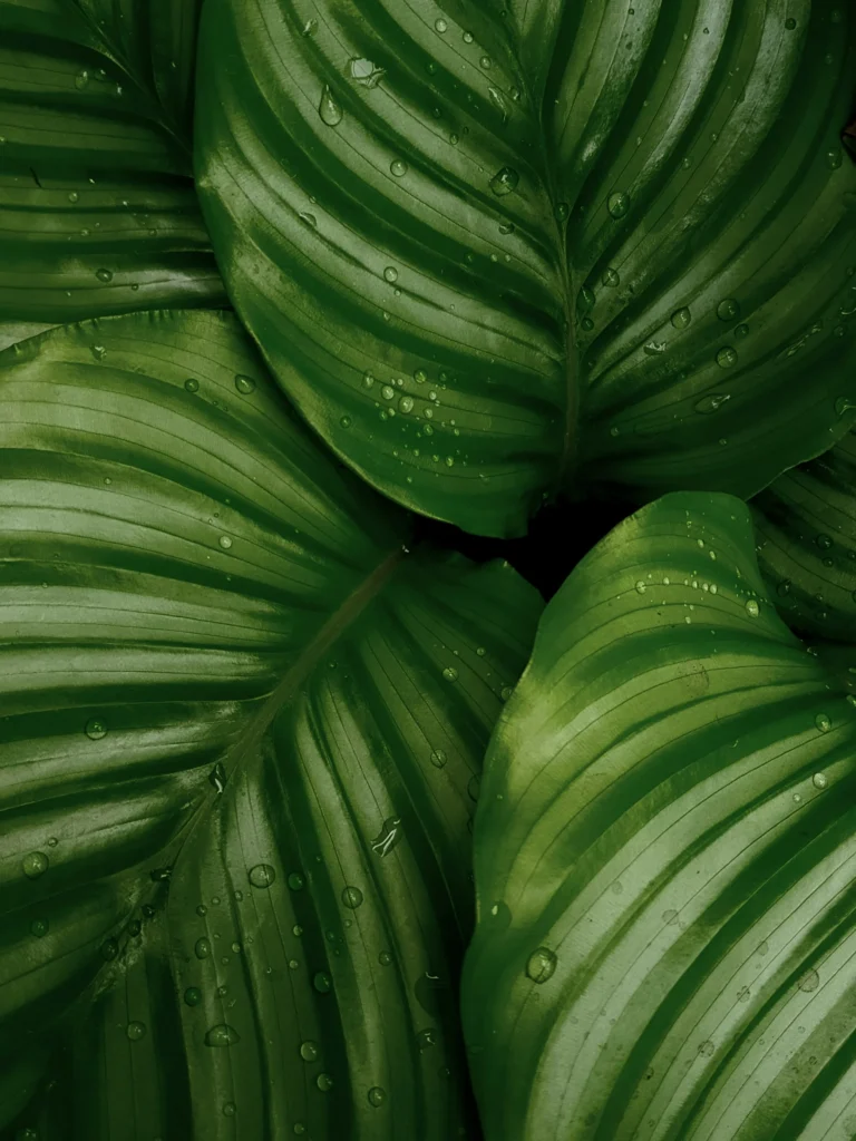 josefin NeH6 YKTwUI unsplash